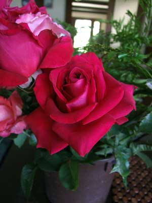 2014-05-11-redroses