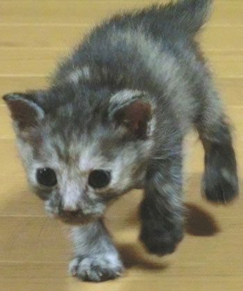 2013-06-20-cat2