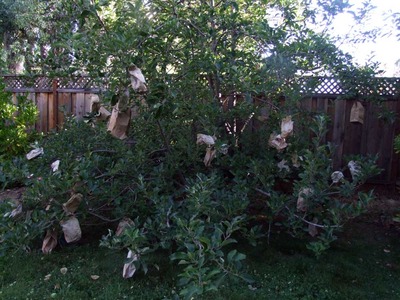 2014-06-27-appletree