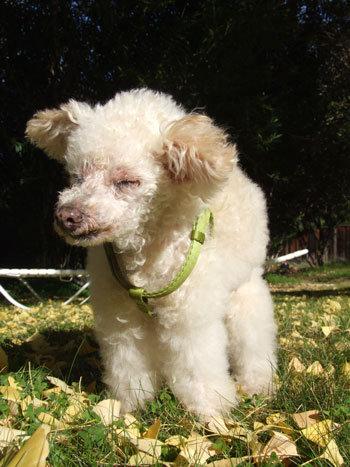 2015-11-16-chibi4