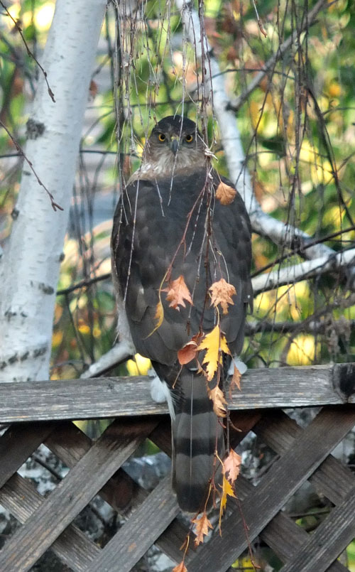 2018-11-26-hawk4
