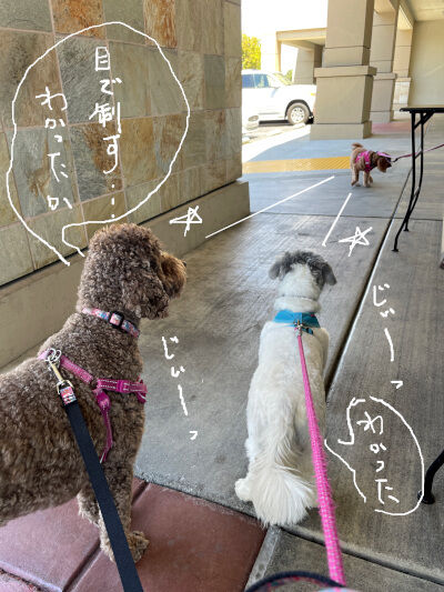 2024-08-12-dogs2