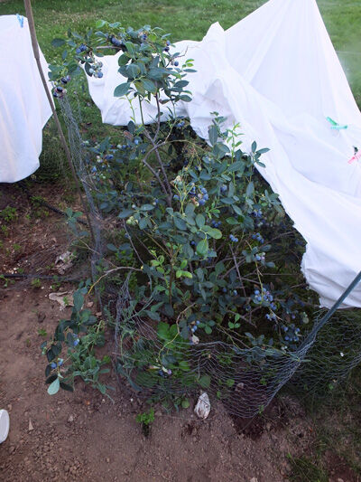 2021-06-15-blueberry5