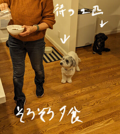 2024-03-01-dogs2