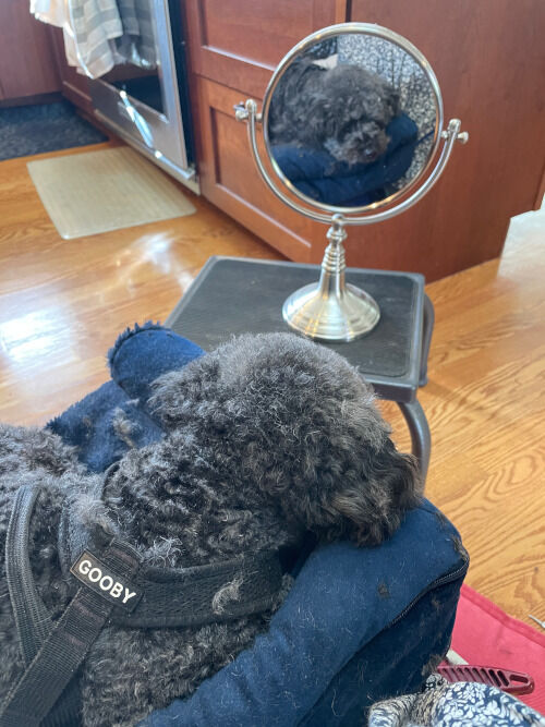 2025-11-18-teddybearcut3