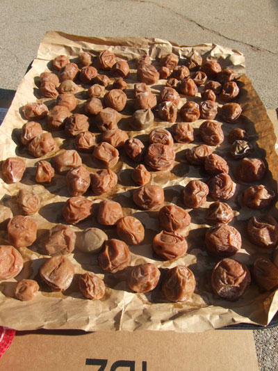 2016-07-29-umeboshi1