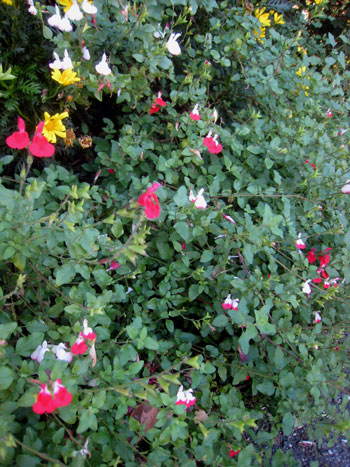 2012-11-05-walk2