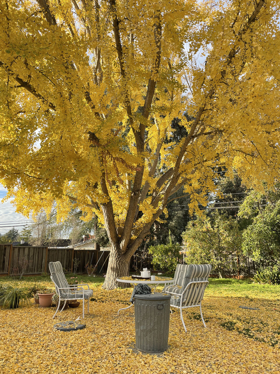 2022-11-17-ginko1