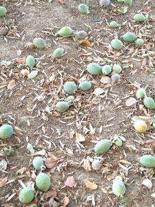 落ちているグアバパイナップル