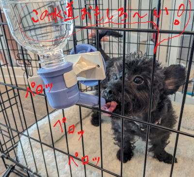 2024-10-12-kiki1.jpeg