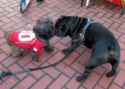 2013-01-27-bulldog