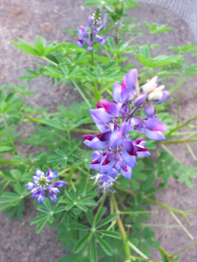2026-03-25-lupine1