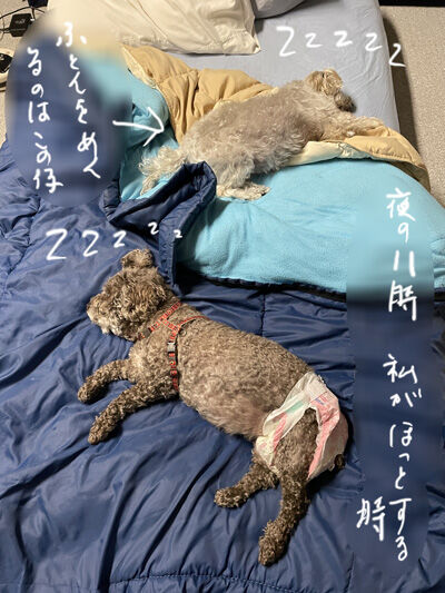 2022-08-21-dogs