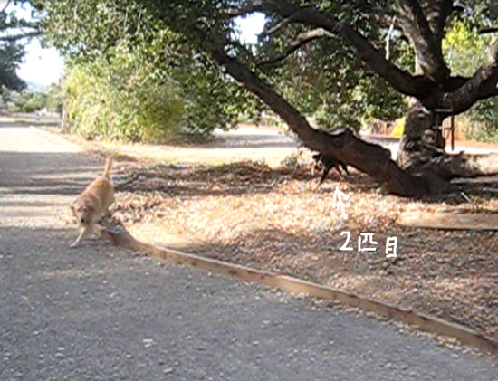 2018-01-07-dogs7