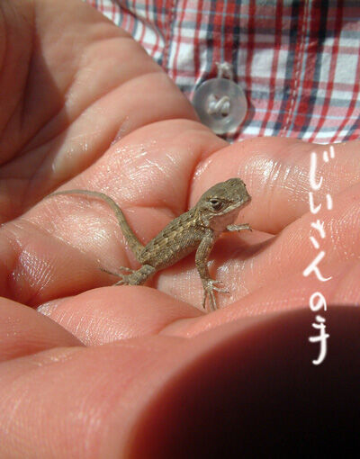 2020-08-10-lizard4