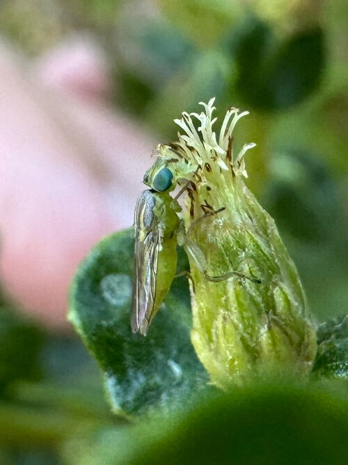 2026-10-01-coyotebrush2