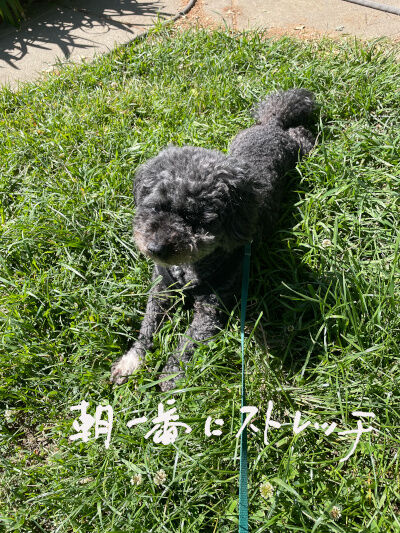 2026-04-19-oreo1