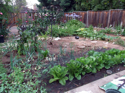 2013-07-22-veggiegarden