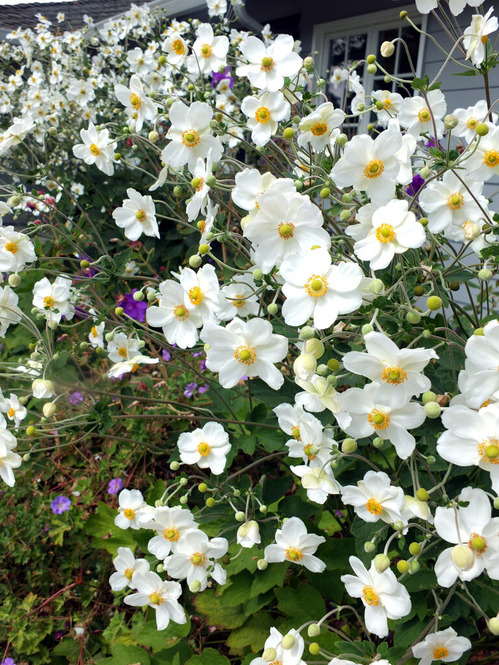 2024-09-19-flowers1