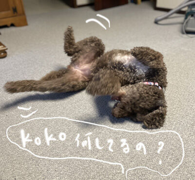 2024-01-10-koko1