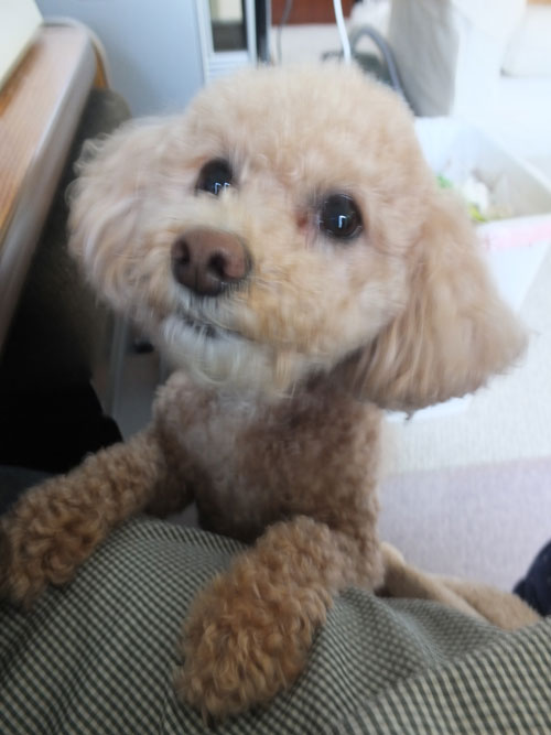 2018-12-06-anzu