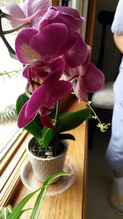 2017-08-03-memoria1l