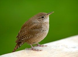 2015-03-05-house_wren