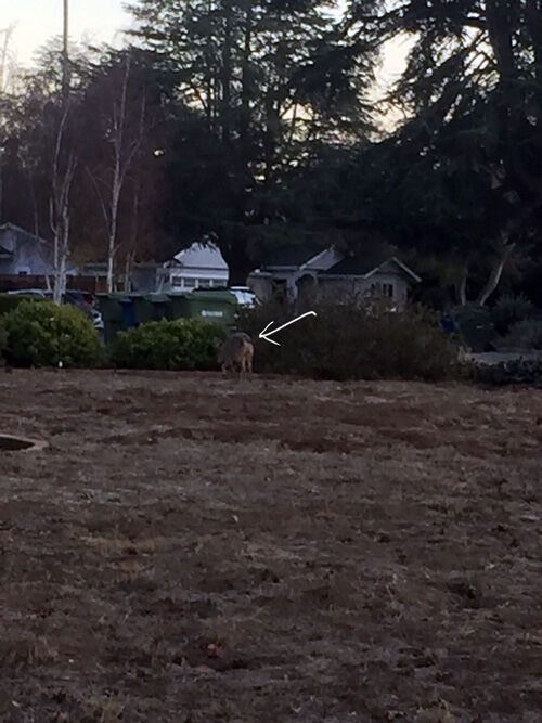 2020-12-20-coyote