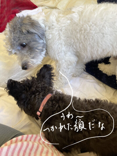 2024-07-01-dogs9