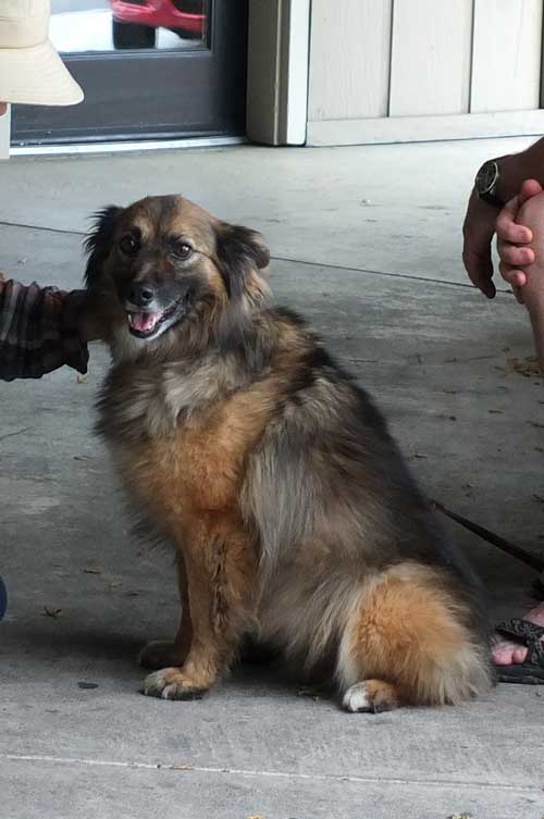 2017-08-04-dog3