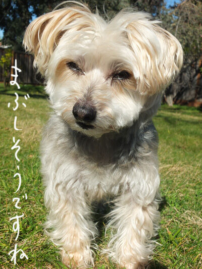 2021-02-05-rasta2