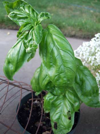 2014-08-10-basil