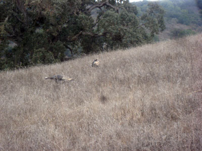 2013-11-19-rancho3