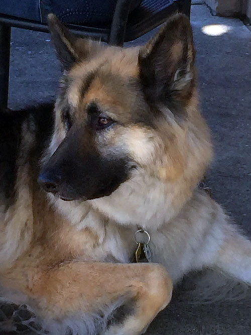 2019-01-12-dog4