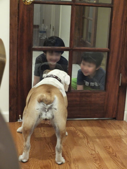2018-12-25-dog4