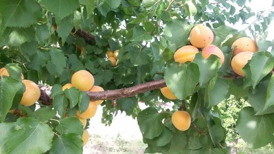 2014-06-16-apricot2