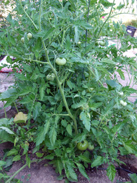 2011_07_18_tomato1