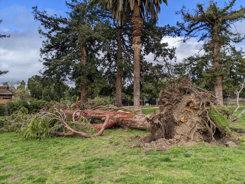 2023-03-21-tree3