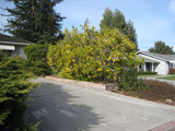 2010_01_12_orangetree9