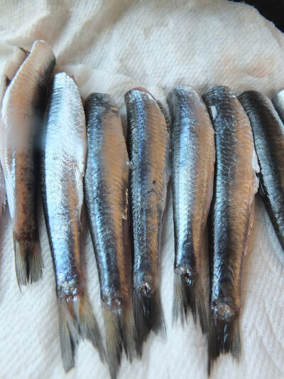 2026-08-31-sardine6
