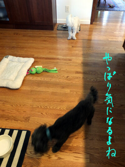 2025-06-21-oreocharlie7