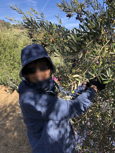 2023-11-12-olivefarm7