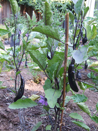 2011_07_18_eggplants