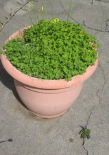 2010_03_21_weeds