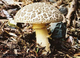 Amanita-nothofagi