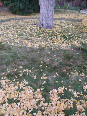 2013-11-18-leaves2