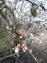 2010_02_25_blacknuts3