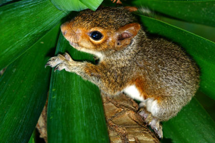 2012-10-17-squirrel1