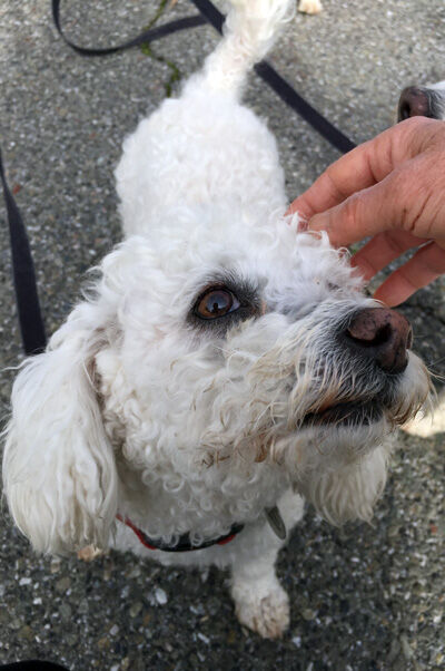 2021-01-26-poodle3