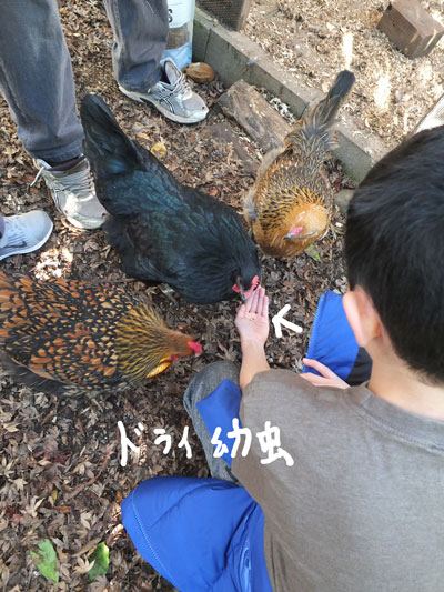 2019-12-29-hen1